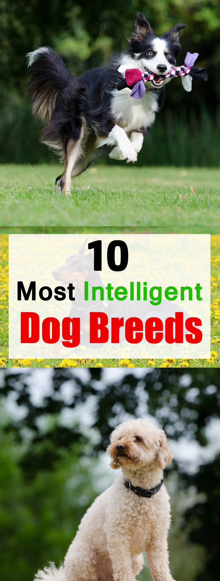 Love dogs? Find out top 10 most Intelligent dog breeds.