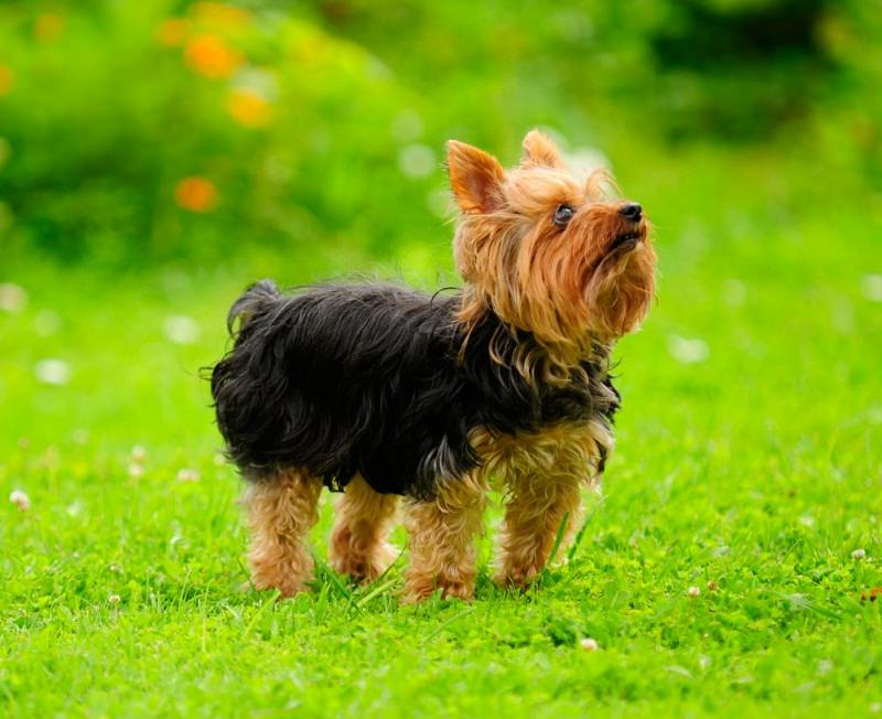 Best Small Dog Breeds