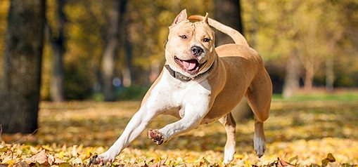 american-staffordshire-terrier-dog-temperament-training_mini