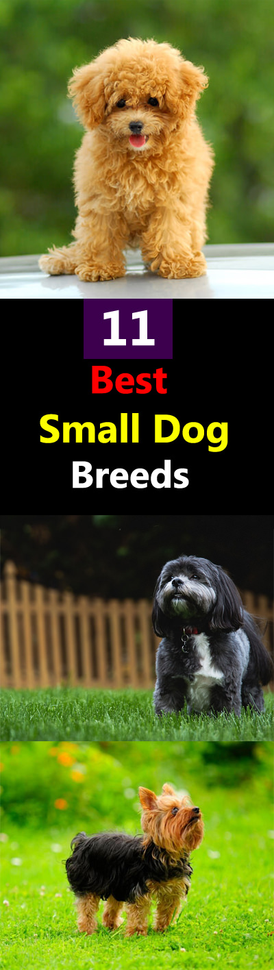These 11 best small dog breeds are the most popular among pet lovers, their weight or size may vary but one thing is common-- they are lovable.