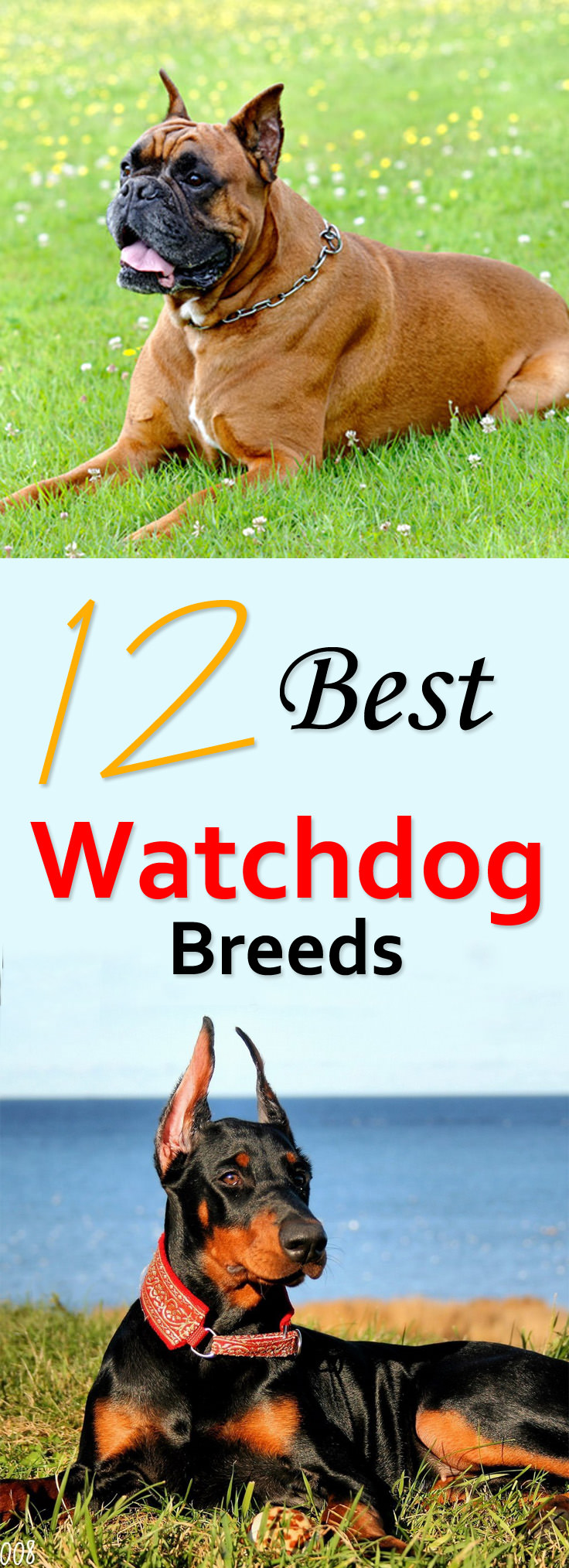 These 12 Best Watchdog Breeds are most suitable as watchdogs. We have chosen dogs in this list by their physical strength and temperament and also examined whether they are brave, loyal and obedient.