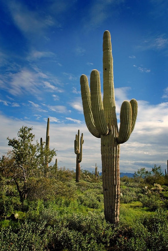 saguaro cactus facts