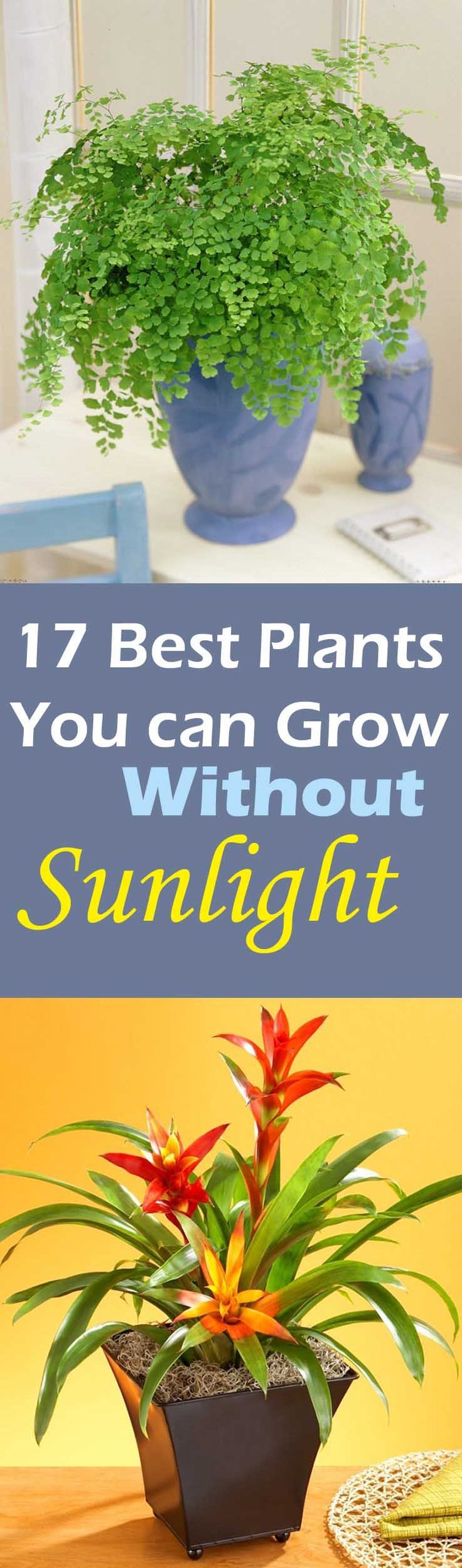 There are low light plants that grow without sunlight, they need indirect exposure, some even thrive in fluorescent light and here in this article we’ve listed 17 best plants to grow indoors.
