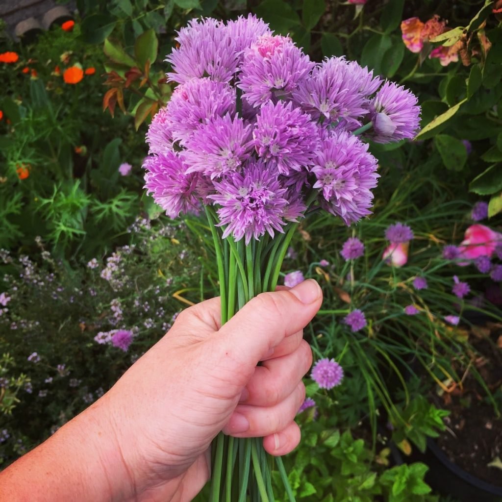 If you're growing chives and there are plenty of flowers blooming make this awesome chive blossom oil and vinegar. It is best for making salad dressings.