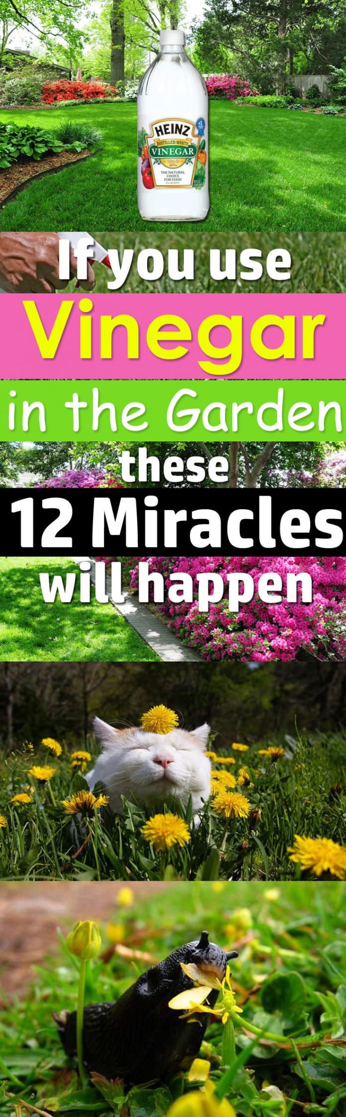 Vinegar can do magic in your garden if you use it for these 12 things. Read on!