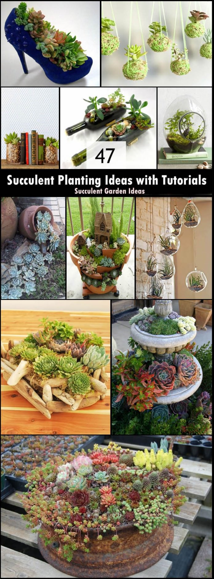 Whether you want to grow succulents indoors or outdoors these unique succulent planting ideas will interest you for sure!